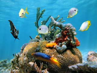 Brain coral with colorful sponges and tropical fish in the Caribbean sea