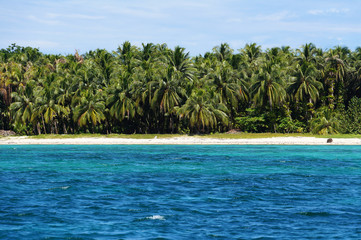 Caribbean island coastline with a forest of coconut palm trees, cayos Zapatilla, Bocas del Toro, Panama