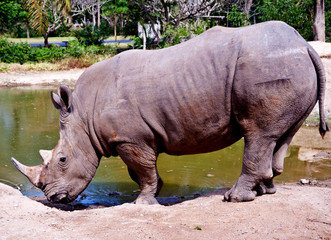 Fototapeta premium rhino drinking water