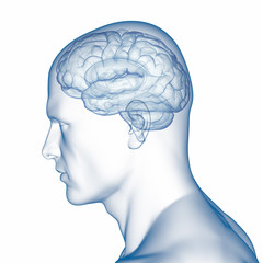 Menschliches Gehirn - Röntgenbild - obrazy, fototapety, plakaty