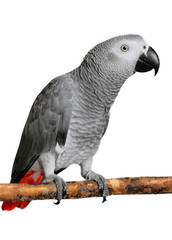 African Grey Parrot