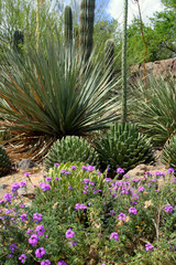 Saguaro National Park, USA..