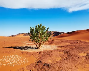 Fotobehang Sahara Desert, Algeria © Dmitry Pichugin