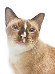 Fototapeta na wymiar Portrait of Thai cat 7 years old in front of white background.