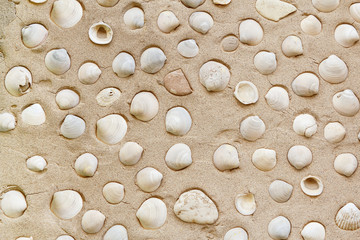 Shell carcass on the wall