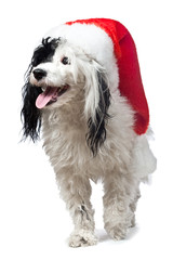 black and white dog wearing a Santa hat. isolated