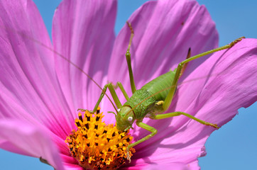 Grasshopper on cosmos flower