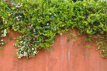 Flowers on retro concrete wall