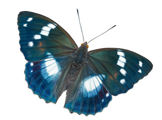 Butterfly (Apatura schrencki) 33