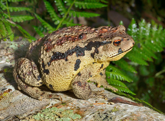 Toad (Bufo gargarizans) 35