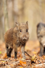 Wild boar