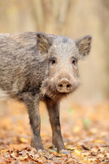 Wild boar