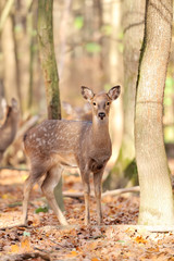 Deer in autumn forest