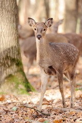 Deer in autumn forest