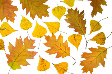 Autumn leaves background