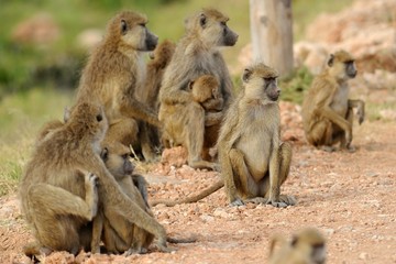 Obraz premium Babbuini in gruppo