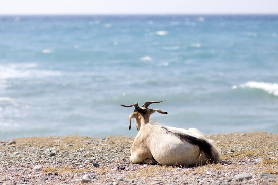 Goat Looking At Sea In Rhodes