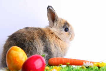 Osterhase