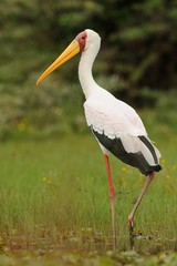 Cicogna beccogiallo