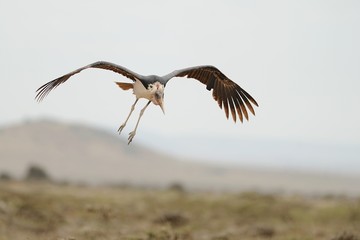Marab&ugrave; d'Africa in volo