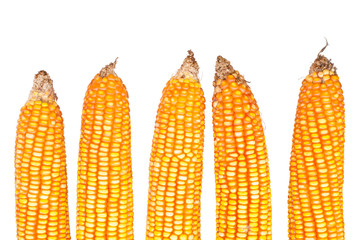 Corn on a white background