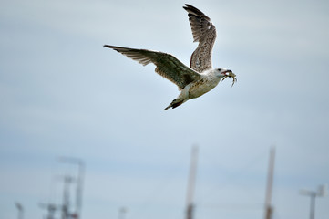 Seagull with crab in its beak