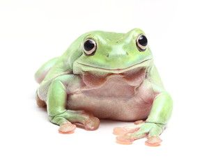 Fototapeta premium Australian Green Tree Frog (Litoria caerulea)