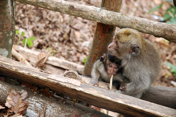 Macaques au bord du lac Buyan (Bali)