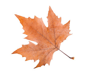 plane tree leaf