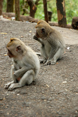 Macaques au bord du lac Buyan (Bali)