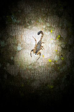 Scorpion on a tree at night