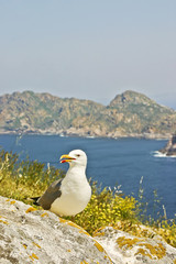Fototapeta premium Yellow-legged gull on the cliff