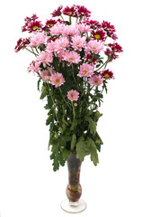Obraz premium white and pink blooming chrysanthemum flowers