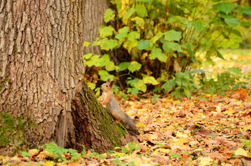 Squirrel in the autumn park