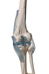 human study model of an human knee