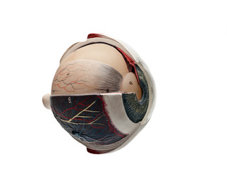 anatomic study model of an human eyeball