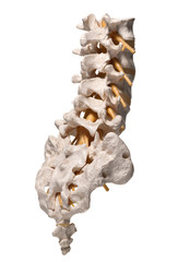 anatomic study model of an human spine