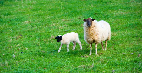 sheep and lamb