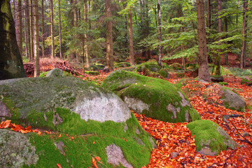 Mossy stones in the forest