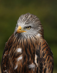 Portrait of a Red Kite