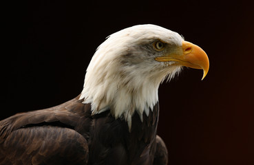 Portrait of a Bald Eagle