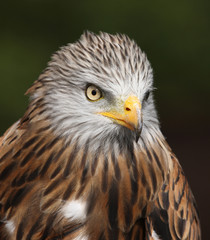 Portrait of a Red Kite