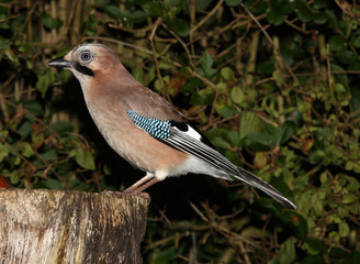 Portrait of a Jay