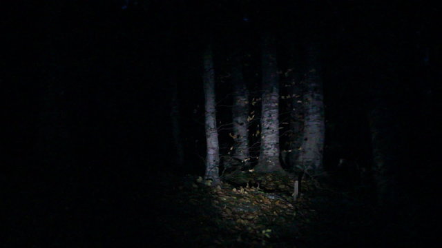 Dark forest lightened by flashlight