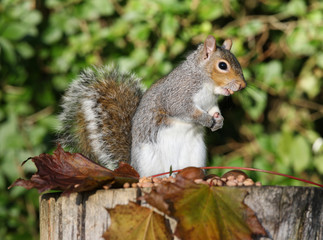 Portrait of a Grey Squirrel eating peanuts in Autumn
