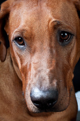 Marco portrait of beautiful rhodesian ridgeback dog
