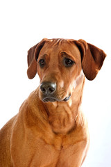 Beautiful dog rhodesian ridgeback portrait isolalted