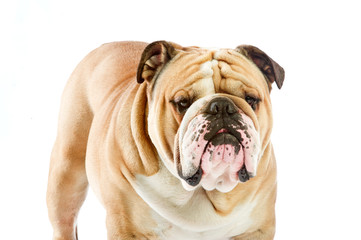 Obraz premium Cute English Bulldog dog staying isolated on white