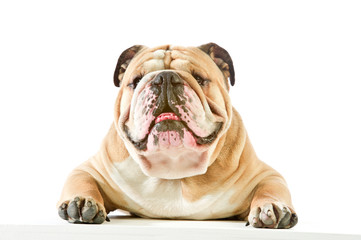 Cute English Bulldog dog lying isolated
