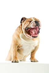 Cute English Bulldog dog staying with front feet on white table